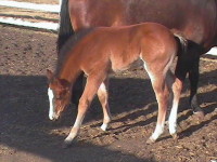 Three days old