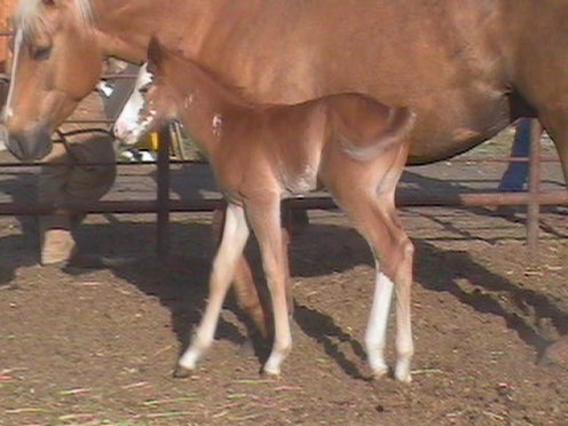 Kameo at 1 day old