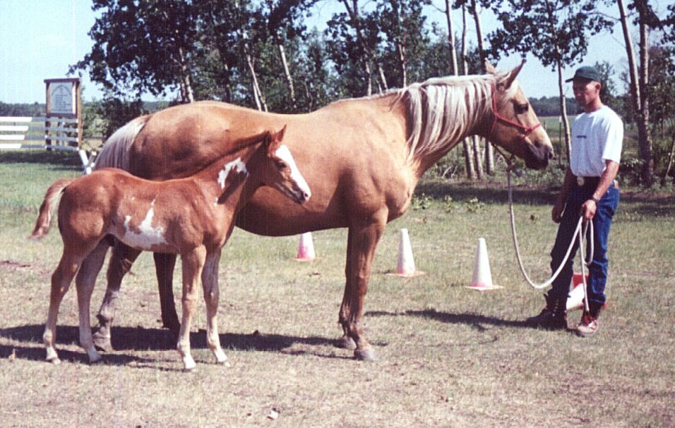 Mighty Miss Simms - 1994 Quarter horse, palomino mare for sale
