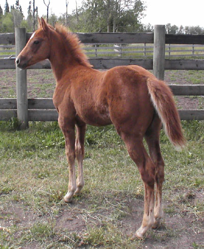 RDK Cricket Parr Bar - 2008 sorrel quarter horse filly for sale
