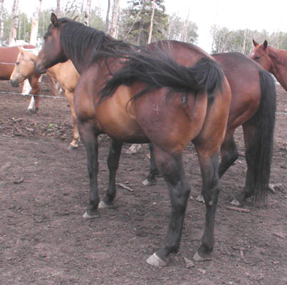 MRQ Friendship Lena - 2000 Bay quarter horse mare for sale