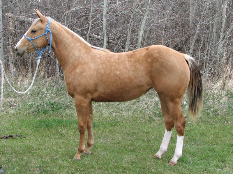 RDK Smooth Quincy - 2007 palomino quarter horse filly for sale