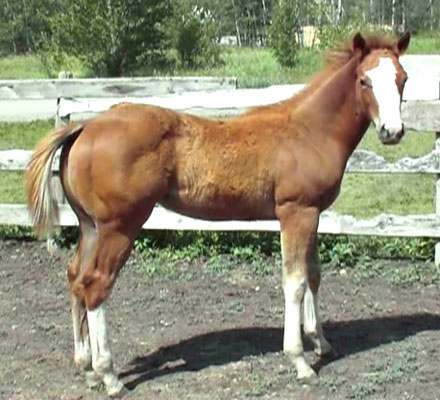 RDK Sass E Impression - 2008 minimal sorrel overo paint, pinto filly for sale