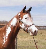 Bea as a yearling - paint, pinto filly for sale