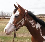 Bea as a yearling - paint, pinto filly for sale