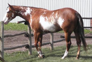 Bea at 4, Grand champion halter horse open shows, paint mare, pinto mare, horse for sale