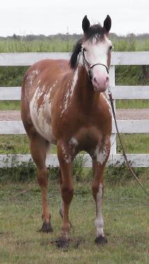 Bea as a yearling - paint, pinto filly for sale