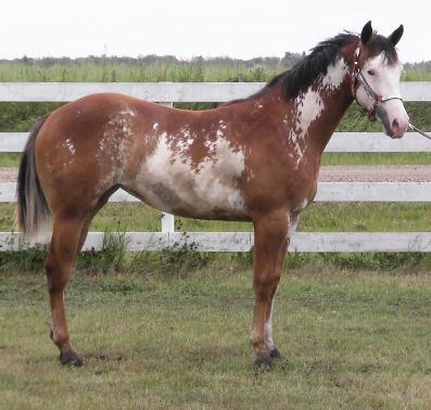 Bea as a yearling - paint, pinto filly for sale