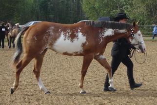 Bea at 2, youth showmanship, paint filly, pinto filly, for sale