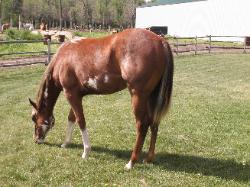 RDK Class E Lady chestnut sabino overo paint pinto filly for sale