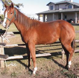 RDK Kimmie Dee Bar at 1, sorrel solid filly for sale, hunter under saddle, dressage potential