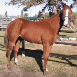 RDK Kimmie Dee Bar at 1, sorrel solid filly for sale, hunter under saddle, dressage potential