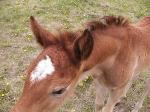 RDK Tried N True - paint and pinto colt for sale
