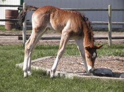 RDK Tried N True - paint and pinto colt for sale