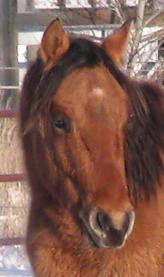 RDK CHEX N DUN 2006 dun quarter horse stallion standing near Edmonton Alberta (pic as a yearling)