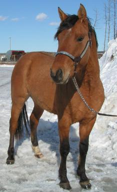 RDK CHEX N DUN 2006 Dun quarter horse stallion standing near Edmonton Alberta (pic as a 2 yr old)