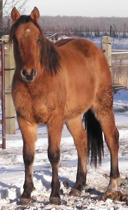 RDK CHEX N DUN 2006 dun quarter horse stallion standing near Edmonton Alberta (Pic as a yearling)
