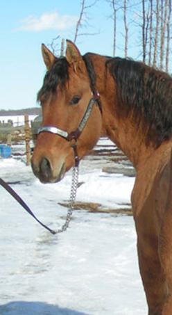 RDK Chex N Dun 2006 stallion standing at stud