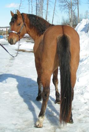 RDK CHEX N DUN 2006 Dun quarter horse stallion standing near Edmonton Alberta (pic as a 2 yr old)