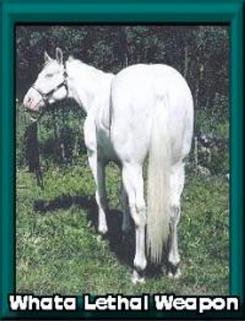 Whata Lethal Weapon - Paint stallion