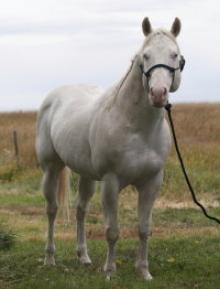 Whata Lethal Weapon - Paint stallion
