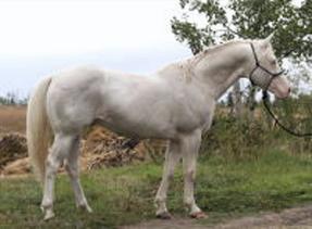 Whata Lethal Weapon - Paint stallion