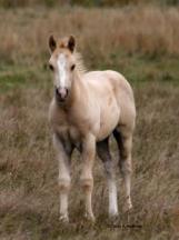 Palomino paint foal - Carlos - lost in fire - not registered.  Son of Ninety-Six Jewels