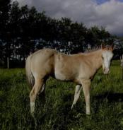 Sinfully Lethal - buckskin colt - sold to USA