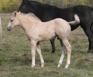 Palomino paint colt - Carlos - lost in fire, not registered