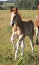 Sorrel paint colt - SYNSATIONALLY LETHAL