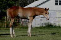 Sorrel Paint colt - LETHAL SYNSATION
