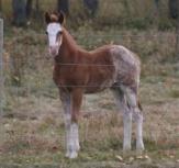 Red roan overo paint filly - Sinfully Appealing