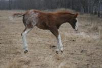 Red roan overo paint filly - Sinfully Appealing