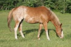 Red roan overo paint filly - Sinfully Appealing