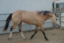 Buckskin overo colt - Sinfully Lethal - sold to USA - colt of Hollywood Sin