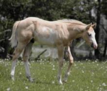 Palomino overo paint colt - Suddenly Lethal