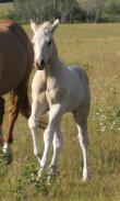 Palomino overo paint colt - SYNSATIONALLY LETHAL