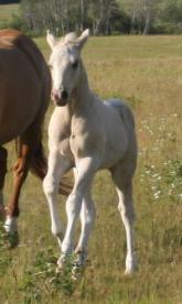 Palomino overo paint colt - Synsationally Lethal