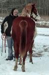 Whata Cool Breeze - 2010 sorrel loud overo pinto and paint filly for sale