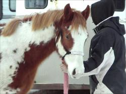 Whata Cool Breeze - 2010 sorrel loud overo pinto and paint filly for sale
