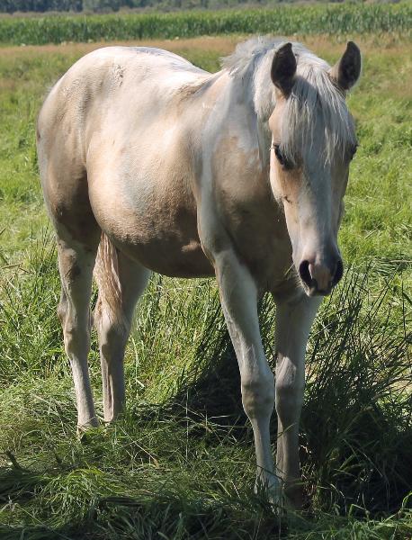 RDK Coos Im Cruisin - 2015 palomino tobiano colt for sale