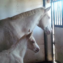 RDK Coos Im Cruisin - 2015 palomino tobiano colt for sale
