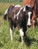 2016 black and white homozygous tobiano paint and pinto filly for sale