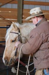 Pixie - palomino quarter horse mare for sale