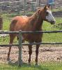 RDK Kameo, 2001 sorrel overo paint and pinto gelding for sale