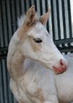 RDK Whata Big Surprise - 2011 paint filly, pinto filly for sale