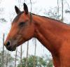 Zans Lil Sonita 2002 quarter horse mare for sale or lease