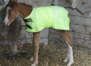 RDK Snow Angel, part arab,chestnut overo pinto mare for sale