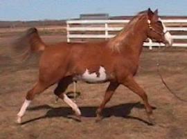 RDK Snow Angel, part arab,chestnut overo pinto mare for sale