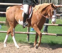 RDK Snow Angel, part arab,chestnut overo pinto mare for sale